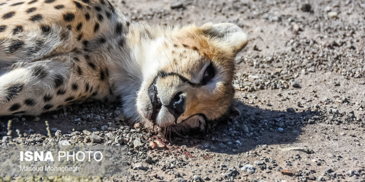 تلف شدن دوباره یوزپلنگ ایرانی در محور میامی _ سبزوار